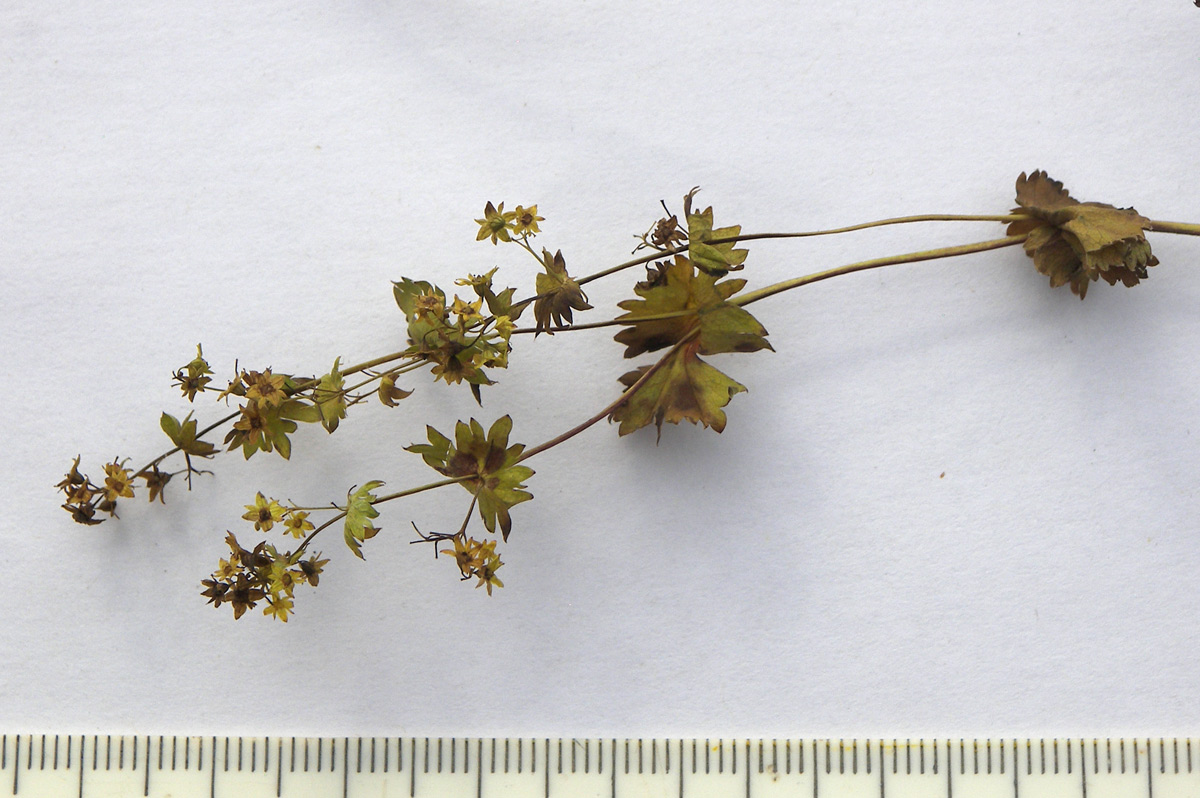 Image of Alchemilla retinervis specimen.