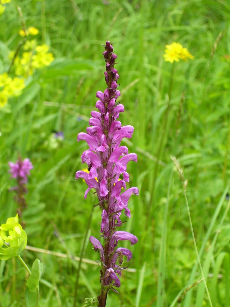 Изображение особи Pedicularis elata.