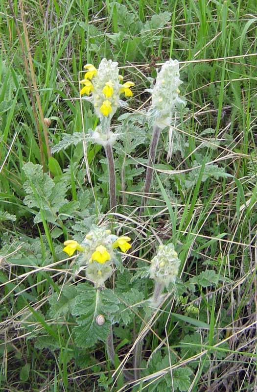 Изображение особи Phlomoides speciosa.