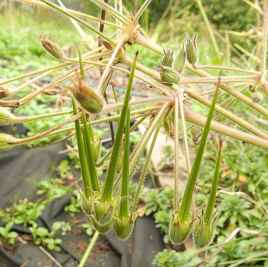 Изображение особи Erodium manescavi.