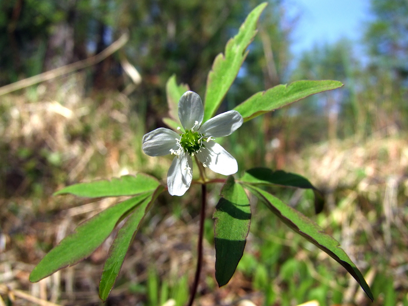 Image of Anemone debilis specimen.