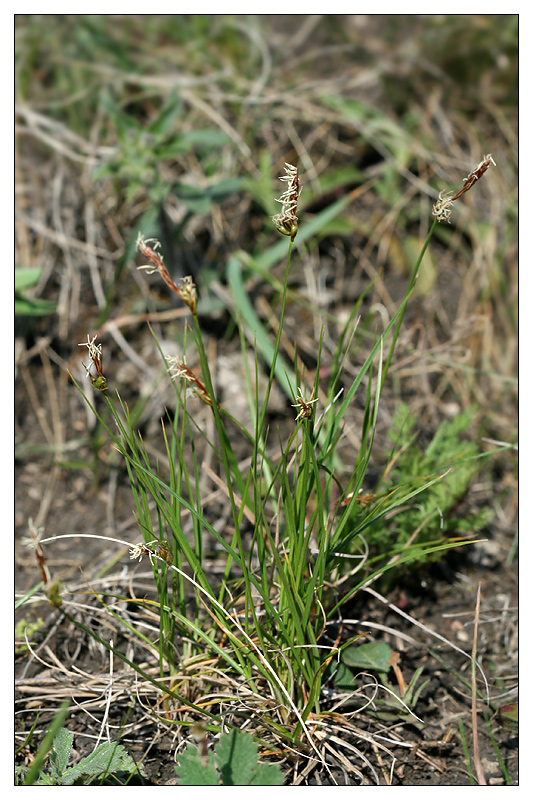 Image of Carex supina specimen.