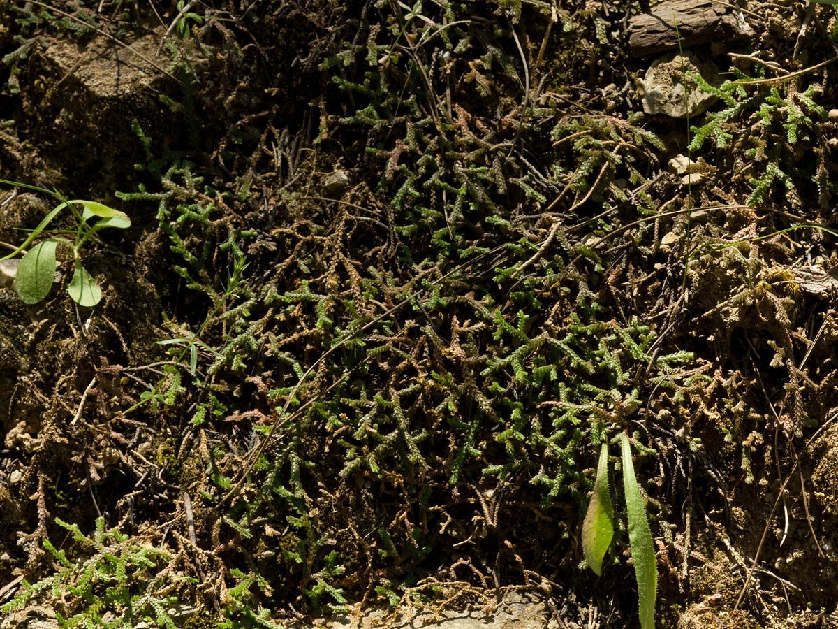 Image of Selaginella denticulata specimen.