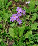 Primula amoena