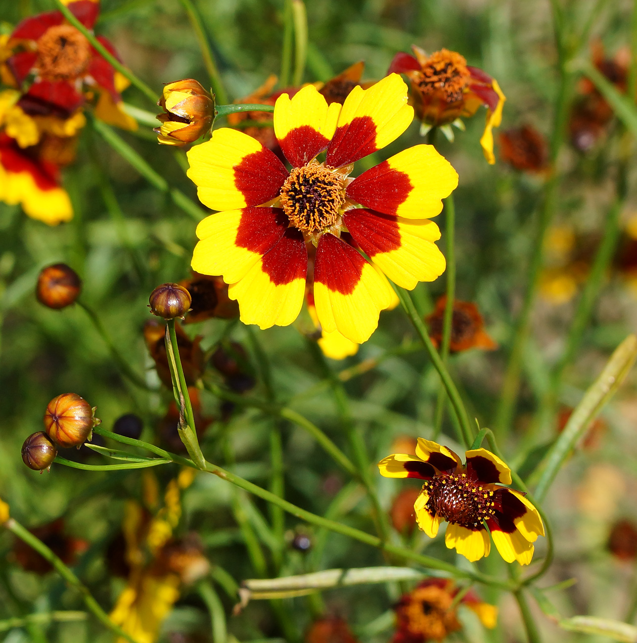 Image of Coreopsis tinctoria specimen.