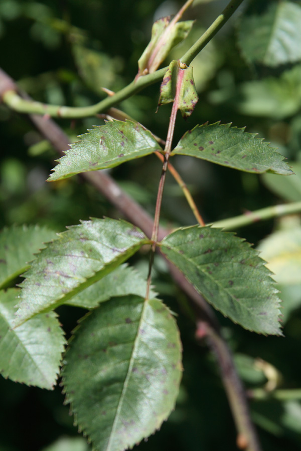 Изображение особи Rosa canina.