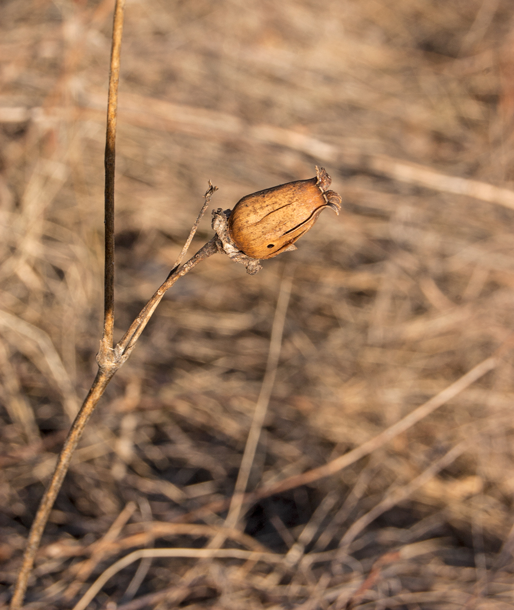 Image of Melandrium album specimen.