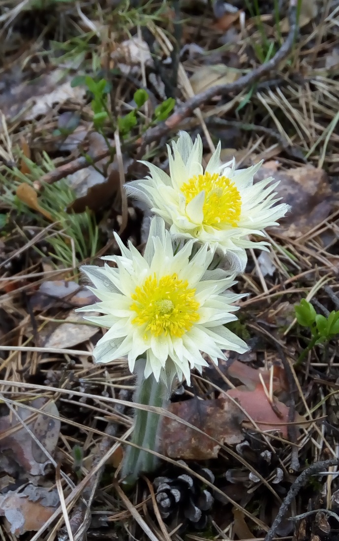 Image of Pulsatilla uralensis specimen.