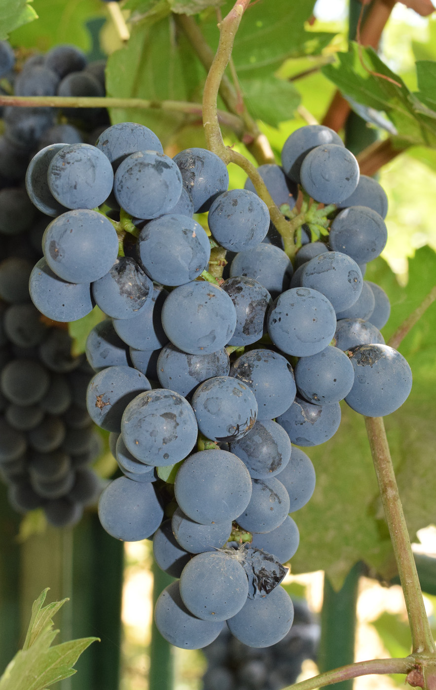 Image of Vitis vinifera specimen.