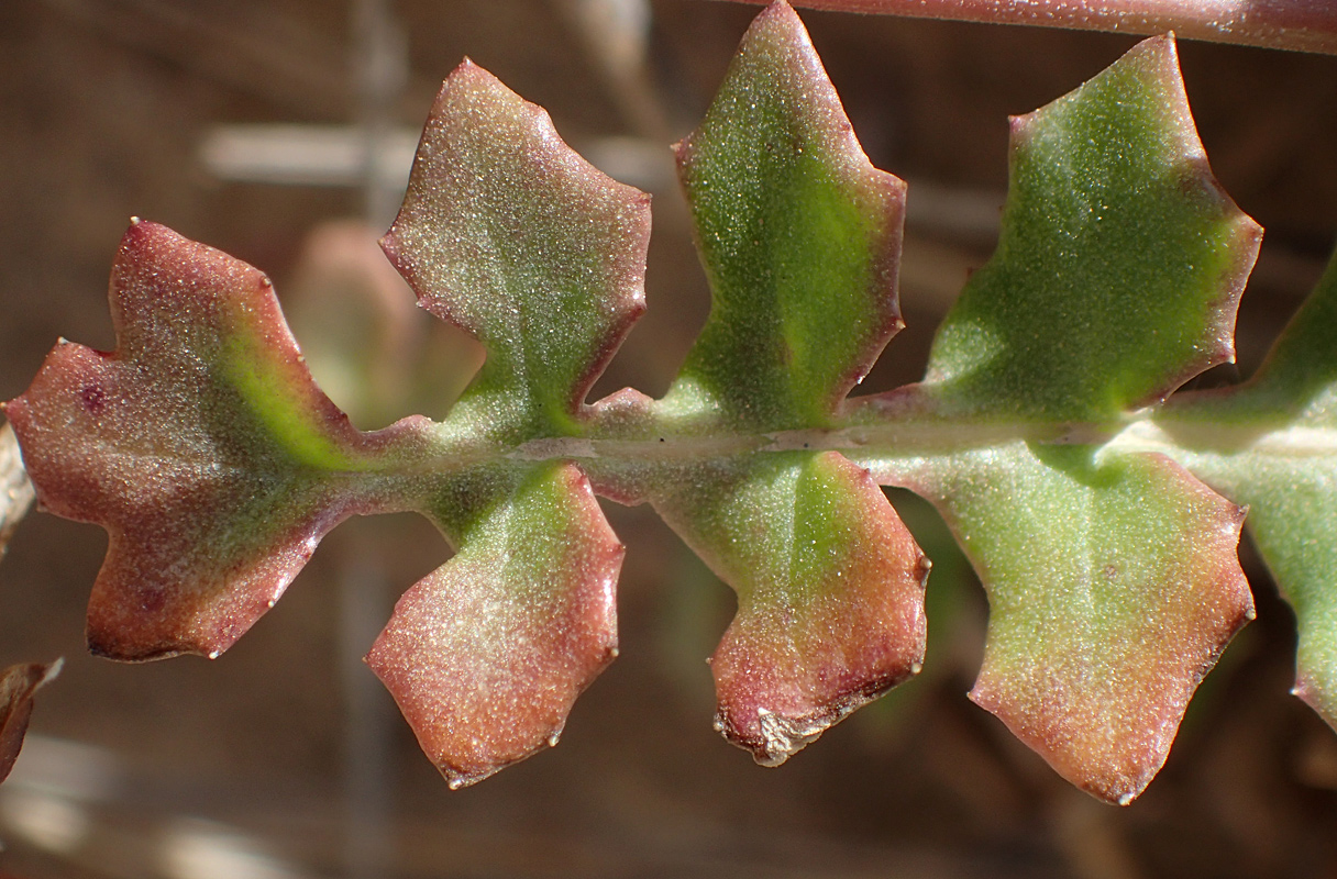 Image of Hyoseris lucida specimen.