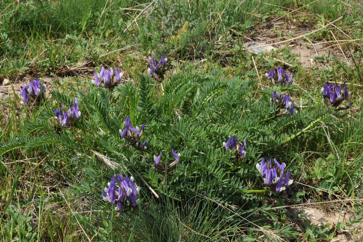 Изображение особи Astragalus skorniakowii.