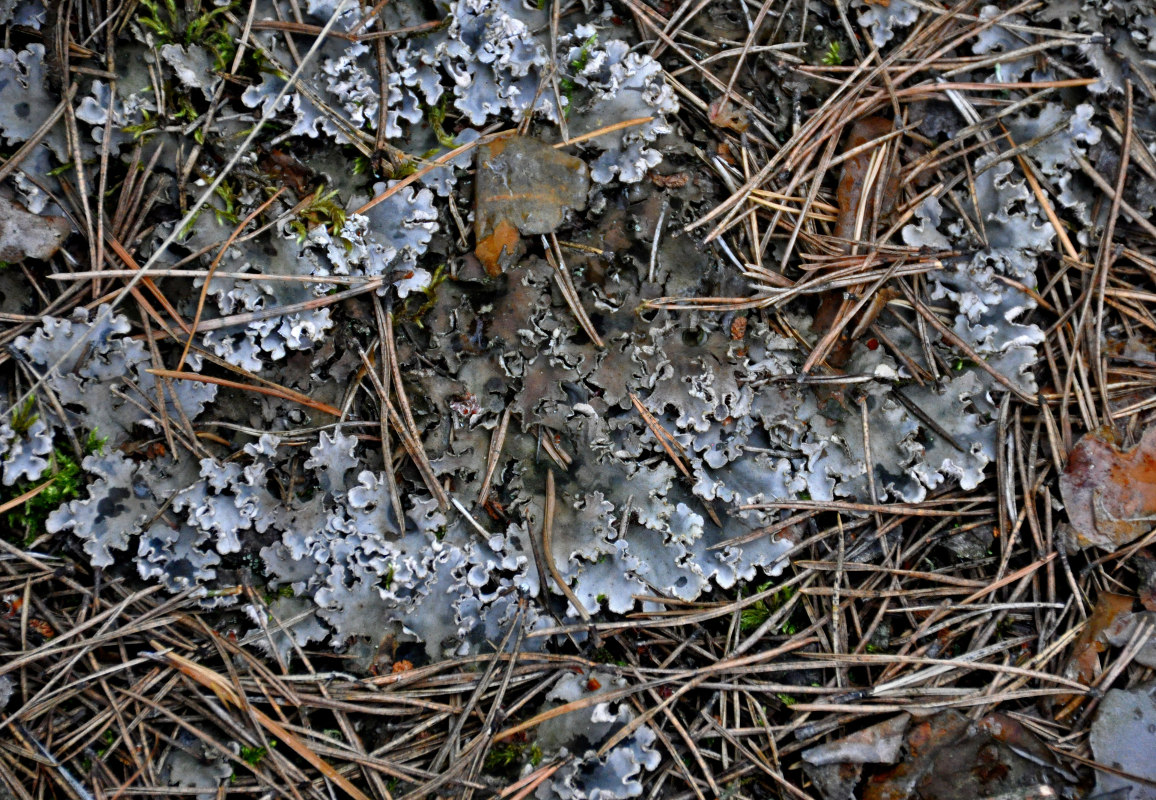 Image of genus Peltigera specimen.