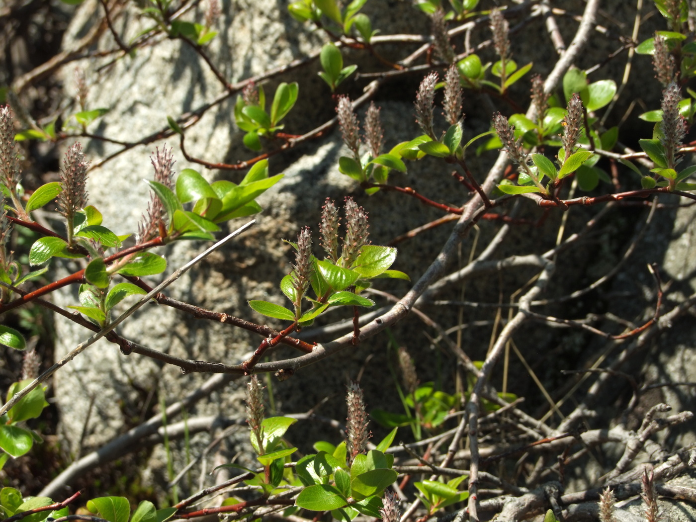 Image of Salix arctica specimen.