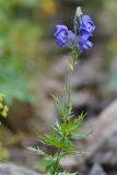 Aconitum cymbulatum