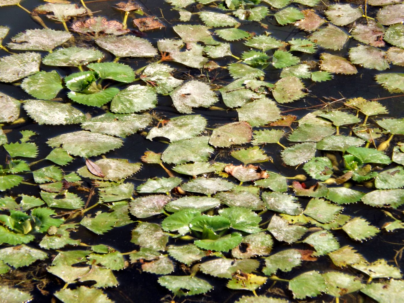 Image of Trapa maeotica specimen.