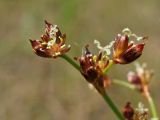 Juncus articulatus. Веточка соцветия с цветками и завязавшимися плодами. Нидерланды, провинция Gelderland, община Bronkhorst, окр. дер. Zelhem, участок со снятым несколько лет назад верхним слоем почвы. 10 июля 2010 г.