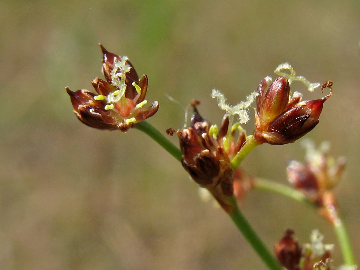 Image of Juncus articulatus specimen.