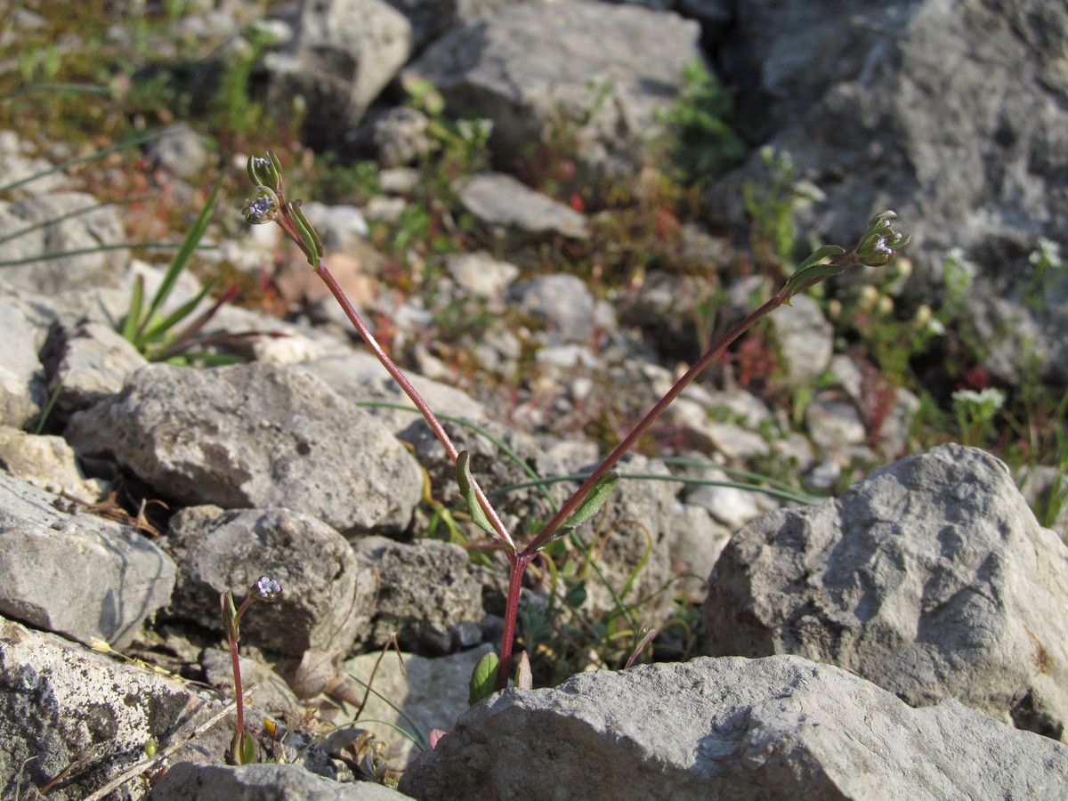 Image of Valerianella falconida specimen.