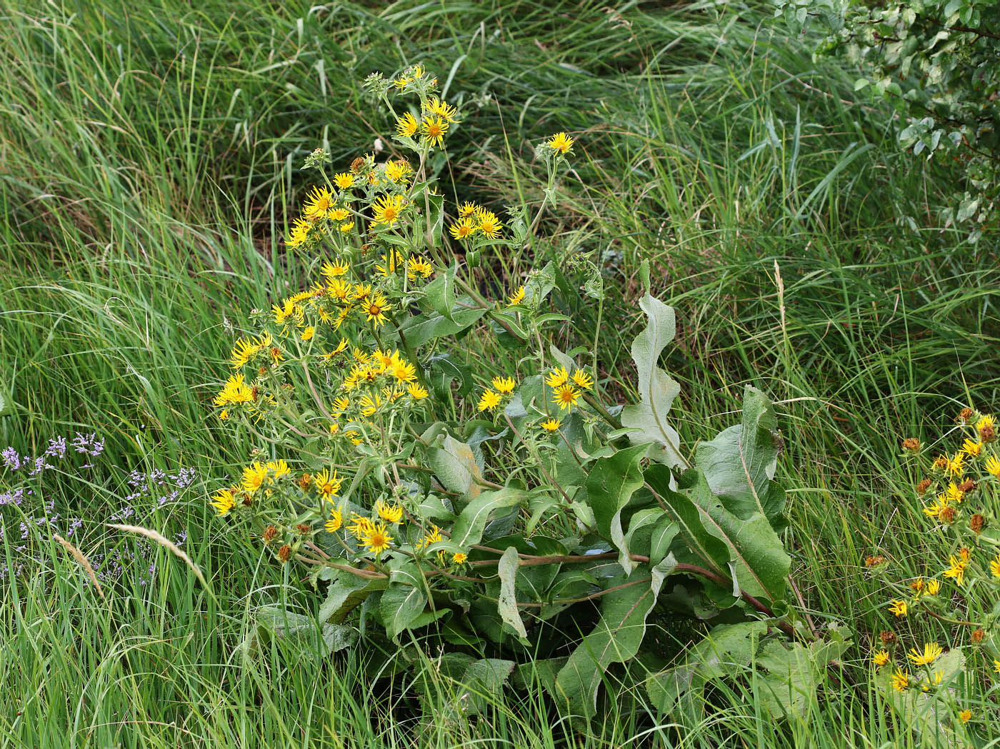 Изображение особи Inula helenium.