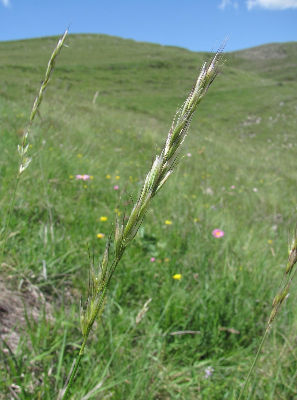 Изображение особи Helictotrichon pubescens.