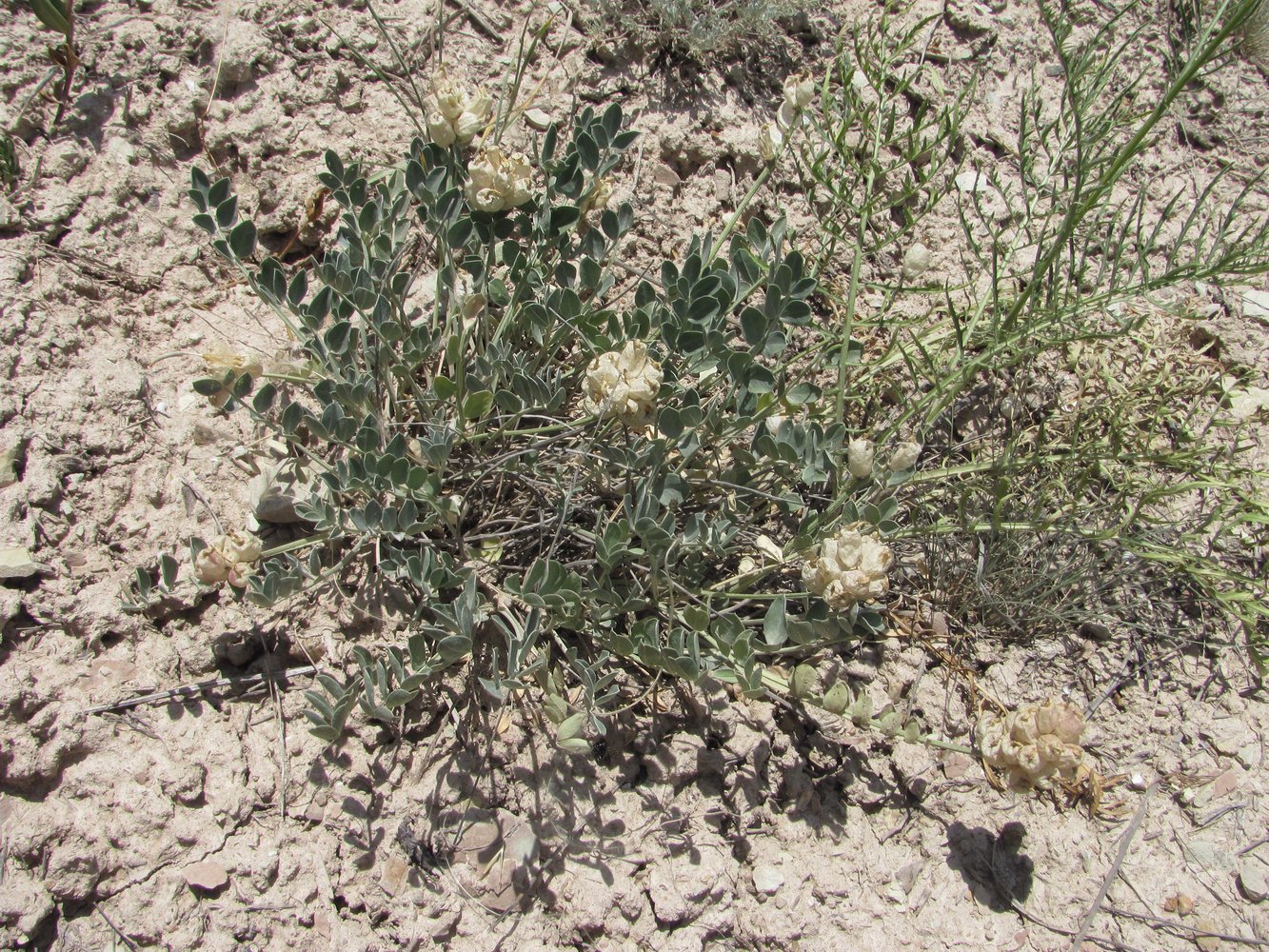 Изображение особи Astragalus calycinus.