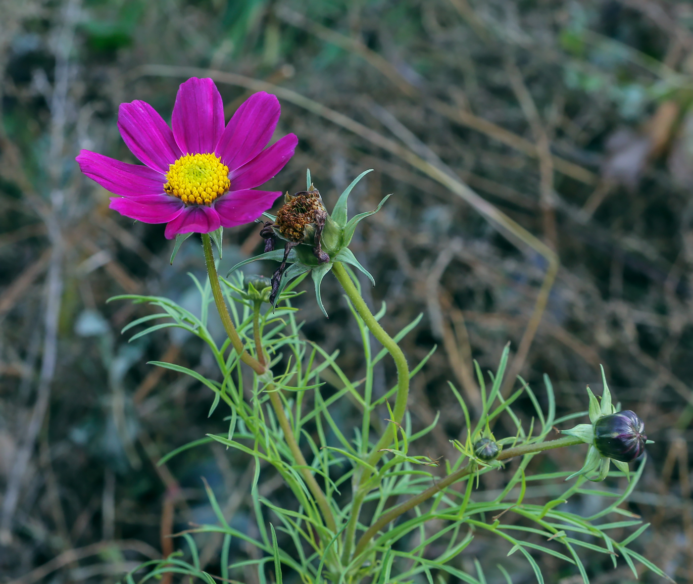 Изображение особи Cosmos bipinnatus.