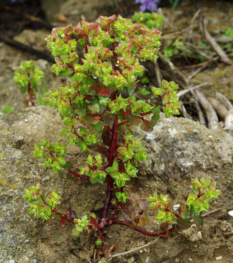 Image of genus Euphorbia specimen.