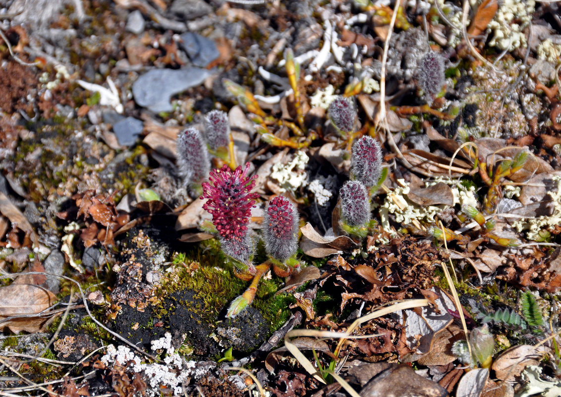 Image of genus Salix specimen.