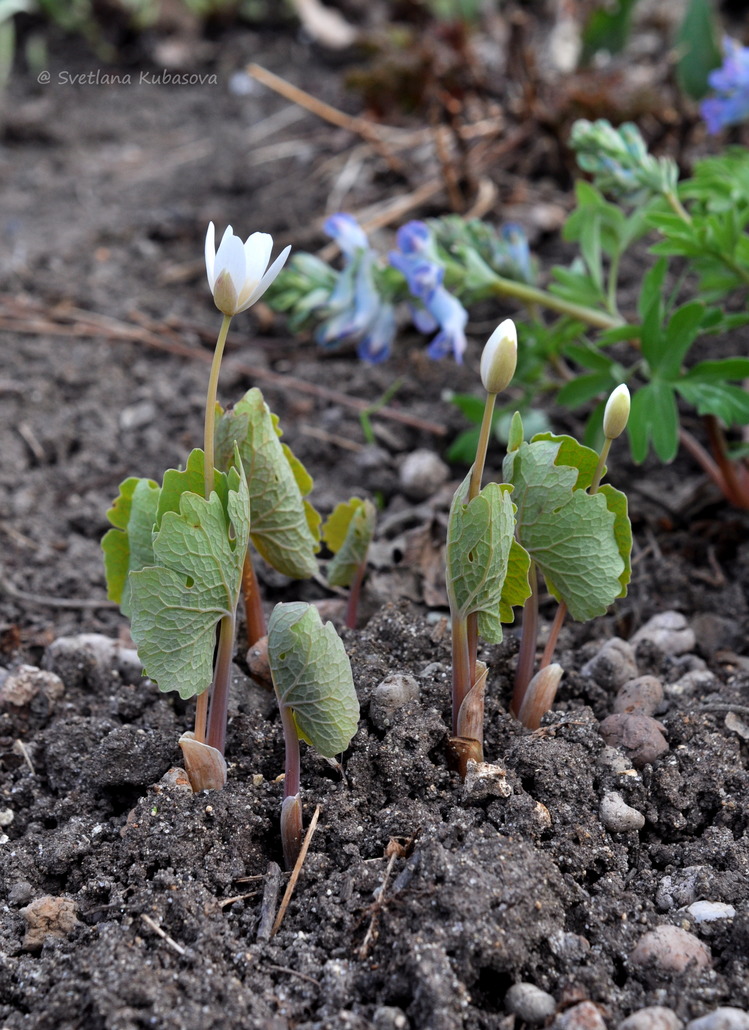 Изображение особи Sanguinaria canadensis.