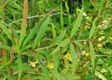 Berberis gagnepainii variety lanceifolium. Ветвь цветущего растения. Польша, г. Рогов, арборетум, в культуре. 29.05.2018.