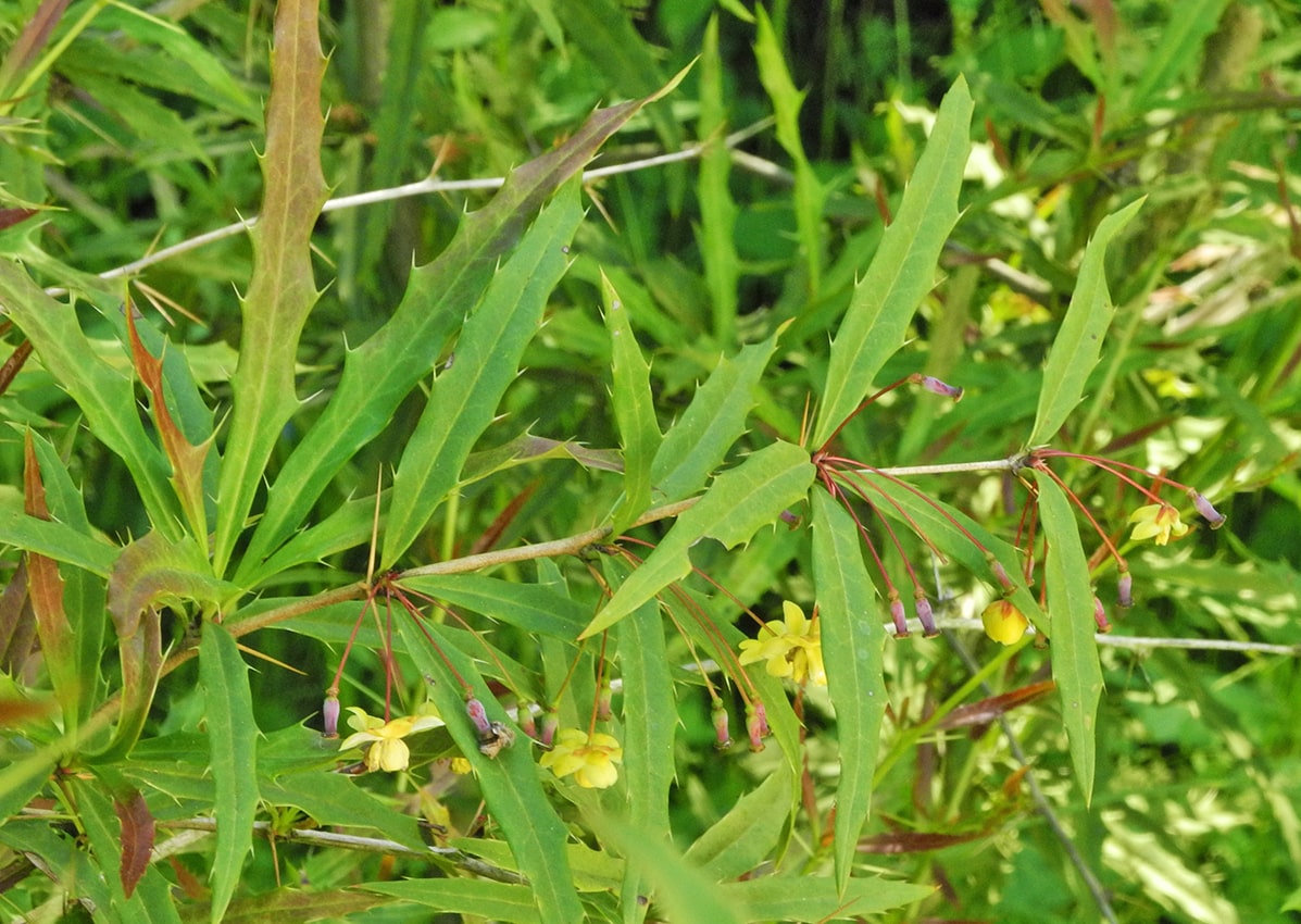 Изображение особи Berberis gagnepainii var. lanceifolium.