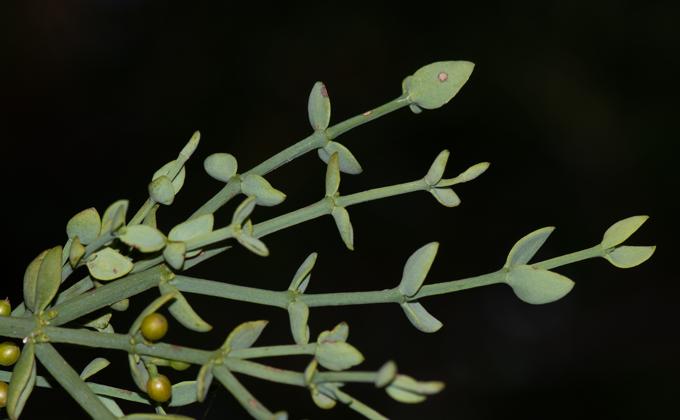 Image of Viscum rotundifolium specimen.