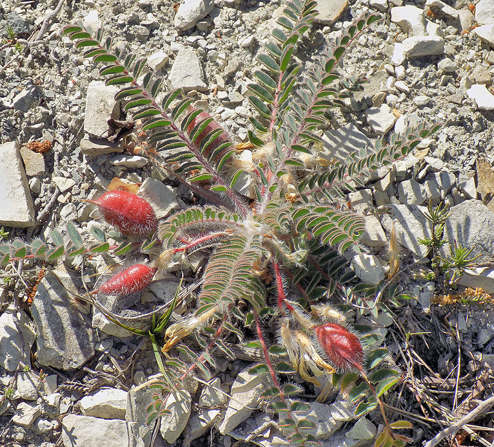 Image of Astragalus utriger specimen.