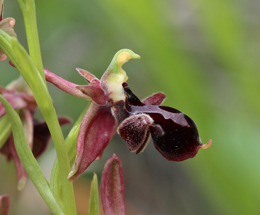 Image of Ophrys × aghemanii specimen.