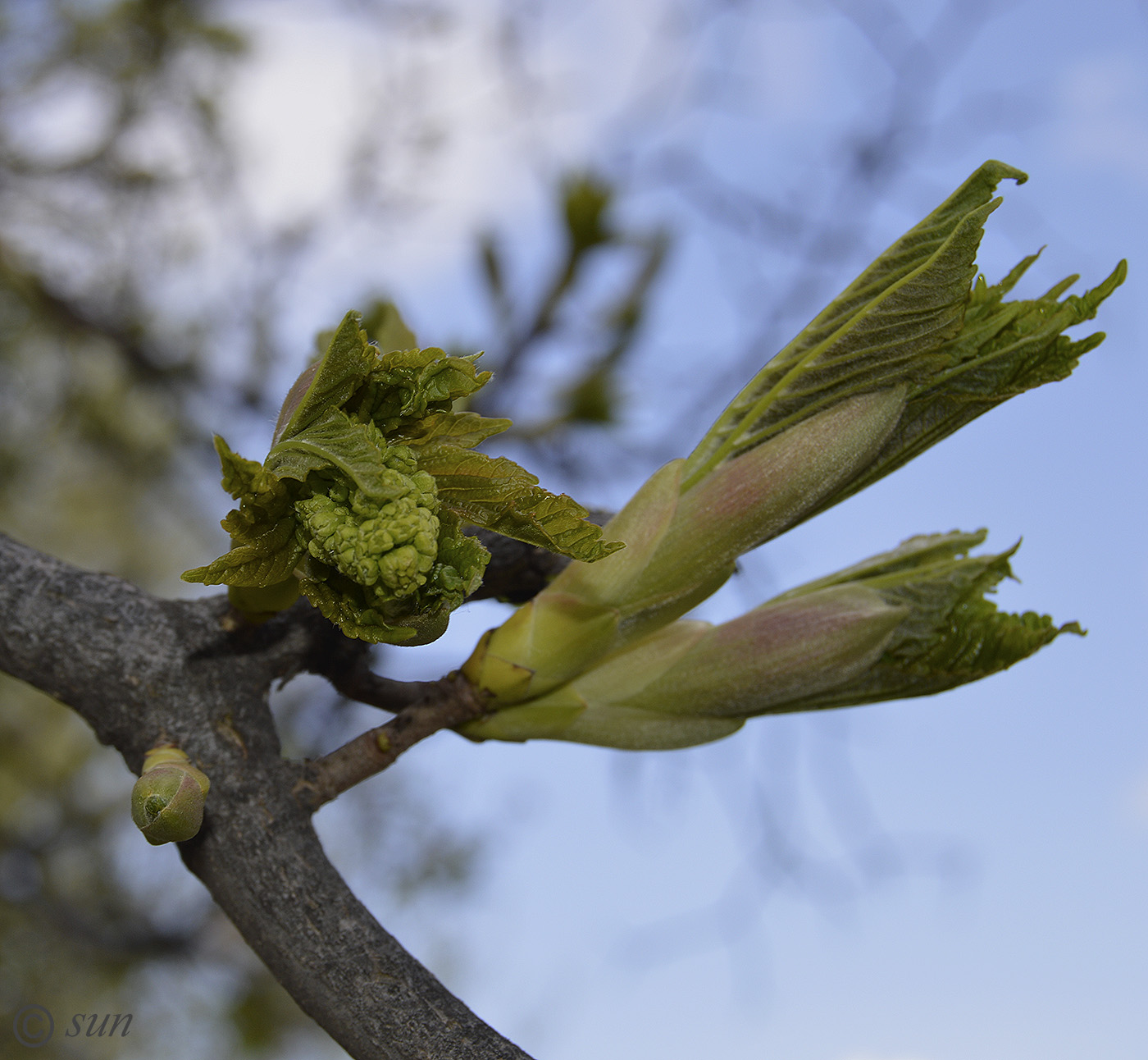 Image of Acer pseudoplatanus specimen.