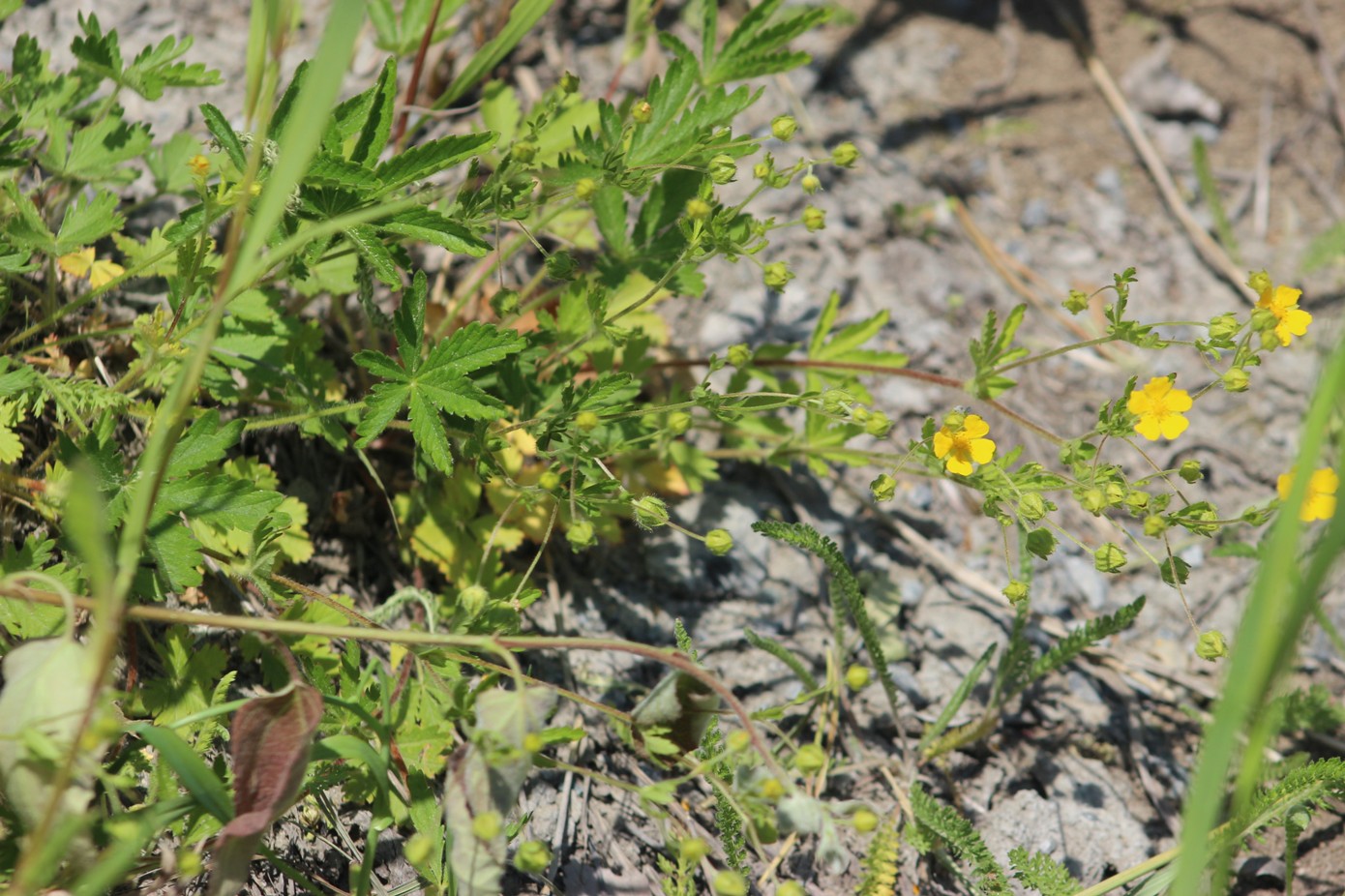 Image of genus Potentilla specimen.