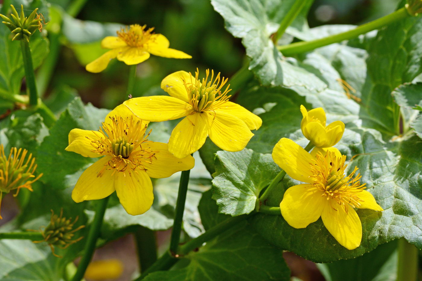 Image of Caltha palustris specimen.