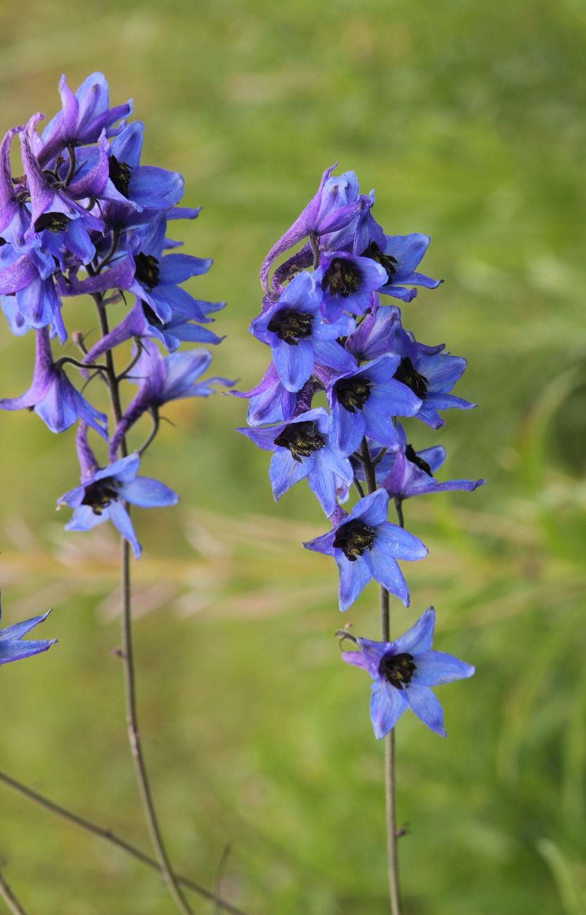 Изображение особи Delphinium elatum.