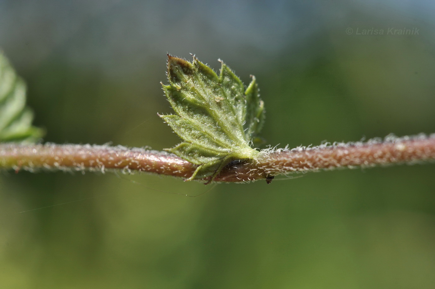 Image of Euphrasia maximowiczii specimen.