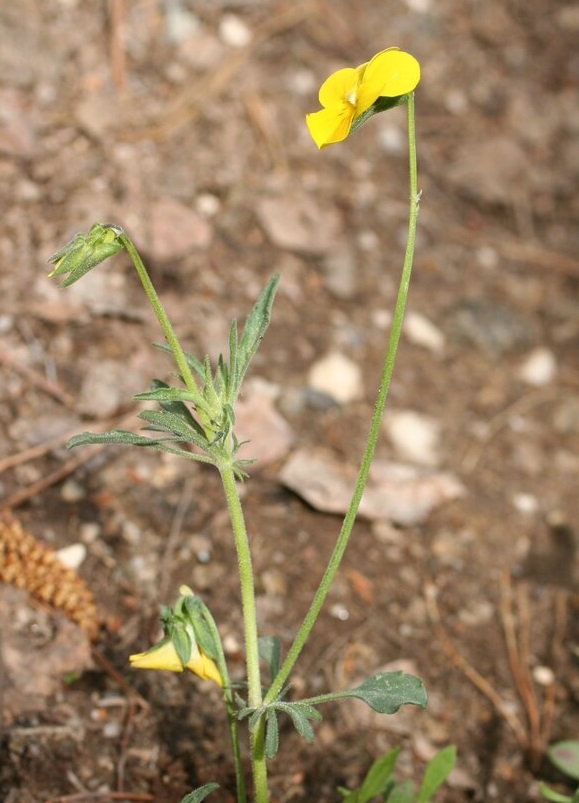 Image of Viola orbelica specimen.