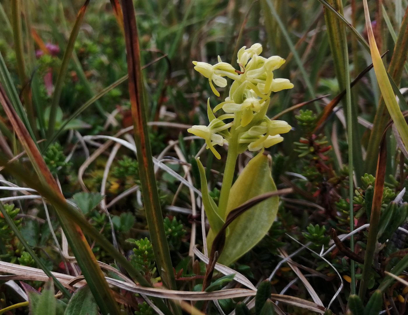 Изображение особи Platanthera tipuloides.