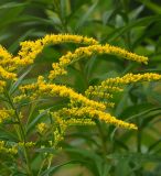 Solidago canadensis