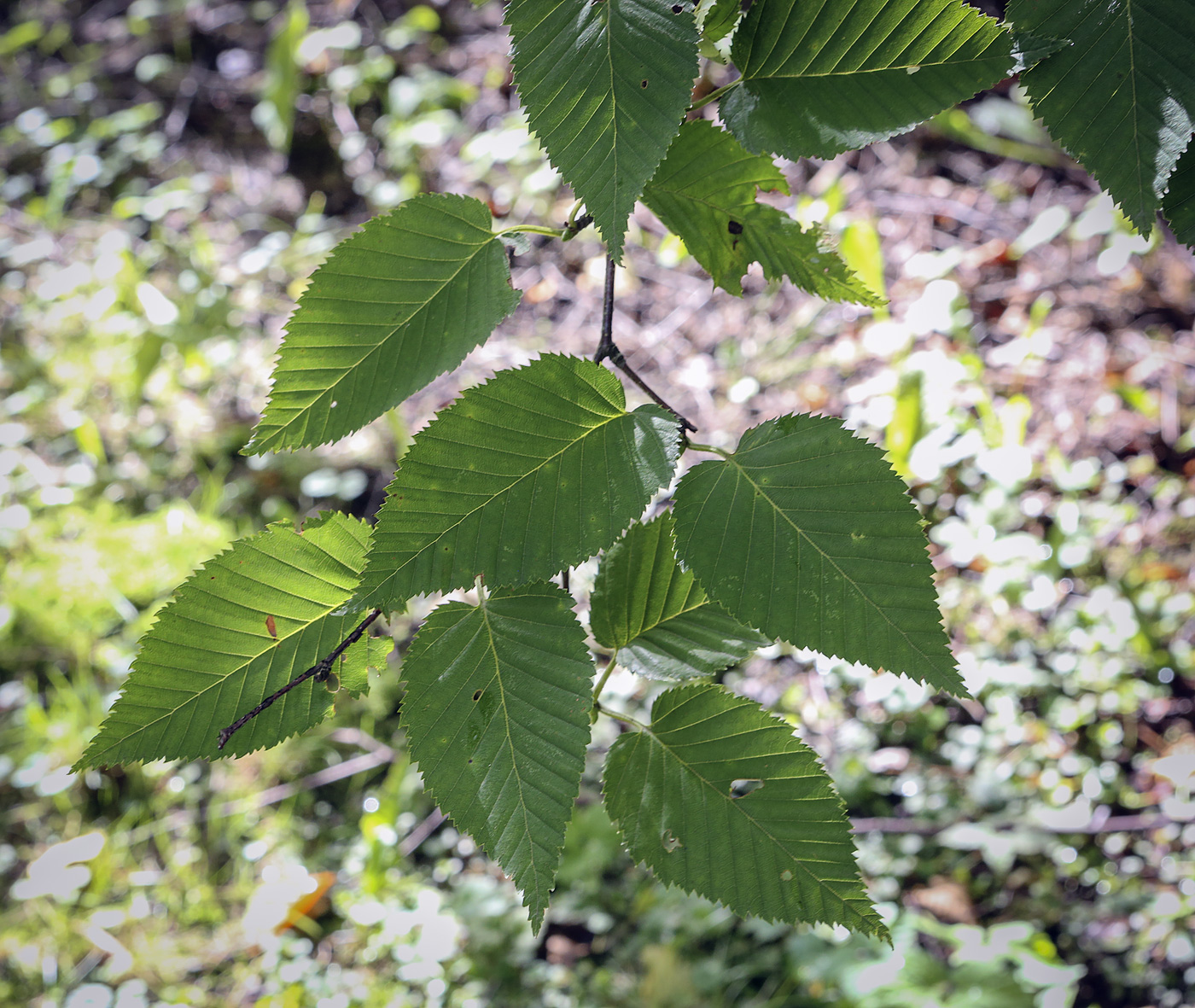 Изображение особи Betula lenta.