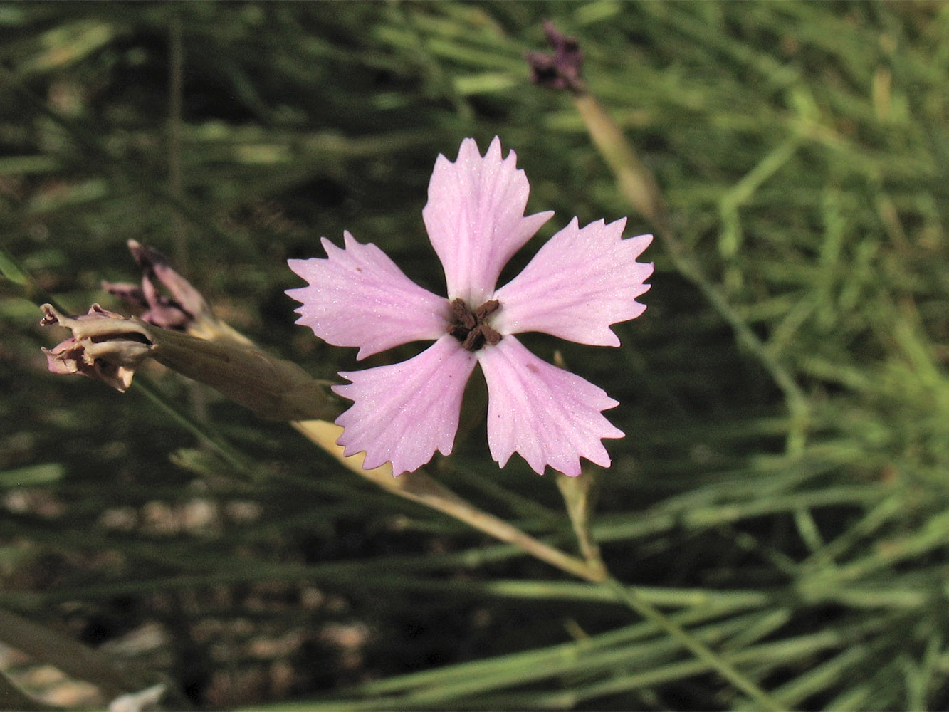 Изображение особи Dianthus ciliatus ssp. dalmaticus.