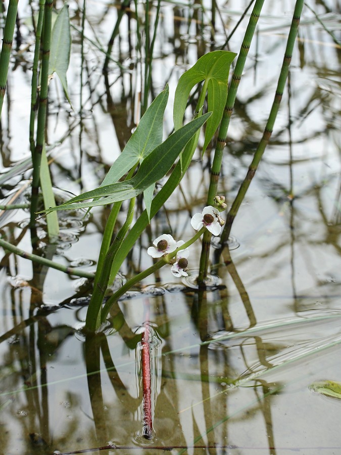 Изображение особи Sagittaria sagittifolia.