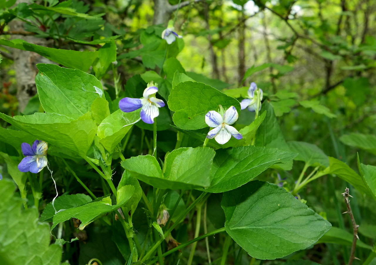 Изображение особи Viola reichenbachiana.