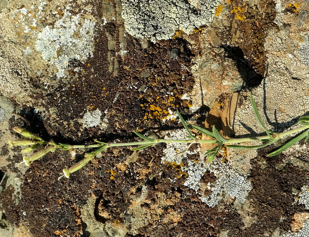 Image of Silene syreistschikowii specimen.