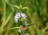 Mentha arvensis