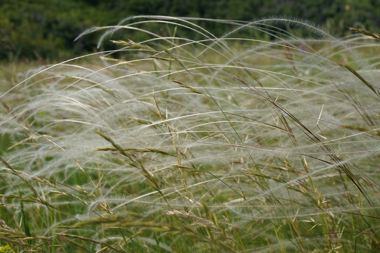 Изображение особи род Stipa.