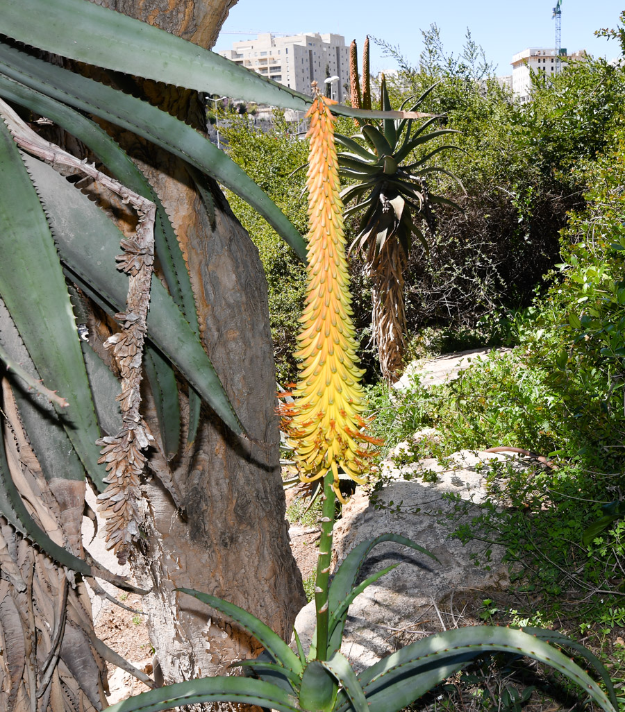 Изображение особи Aloe africana.